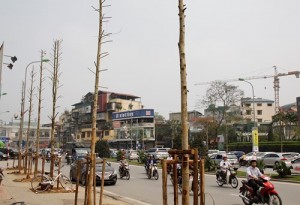 Newly-planted trees in Nguyen Chi Thanh cannot grow in urban areas