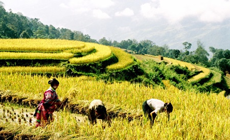 This is a remarkable achievement, and now the national poverty rate has plummeted to merely 4.8 per cent from as high as 60 per cent in the 90s, said Tan. — VNA/VNS Photo Do Binh