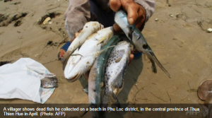 Fish die due to water polluted with toxic substances discharged by Formosa plant in central Vietnam