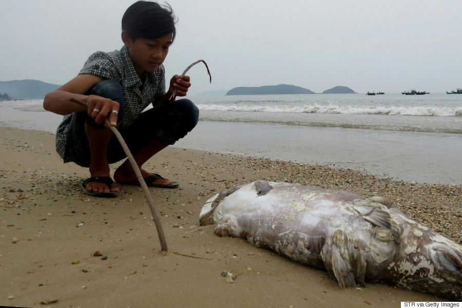 A boy looks at a dead fish on a beach in Quang Trach district in the central coastal province of Quang Binh. (STR/AFP/Getty)