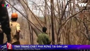 Hình ảnh trong phóng sự phá rừng ở Đăk Lăk của VTV24
